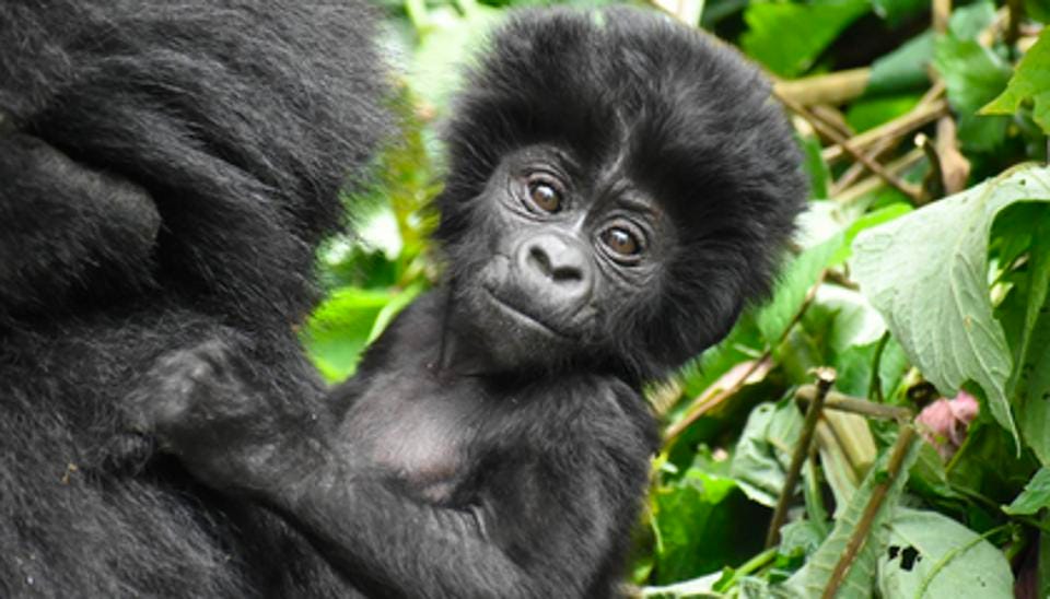 Gorilla Trekking and Gorilla Habituation Experience in Bwindi Impenetrable National Park