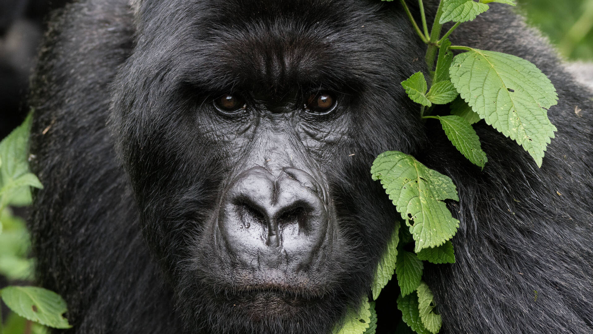 Tips and Insights for a Perfect Rwanda Gorilla Trekking Experience