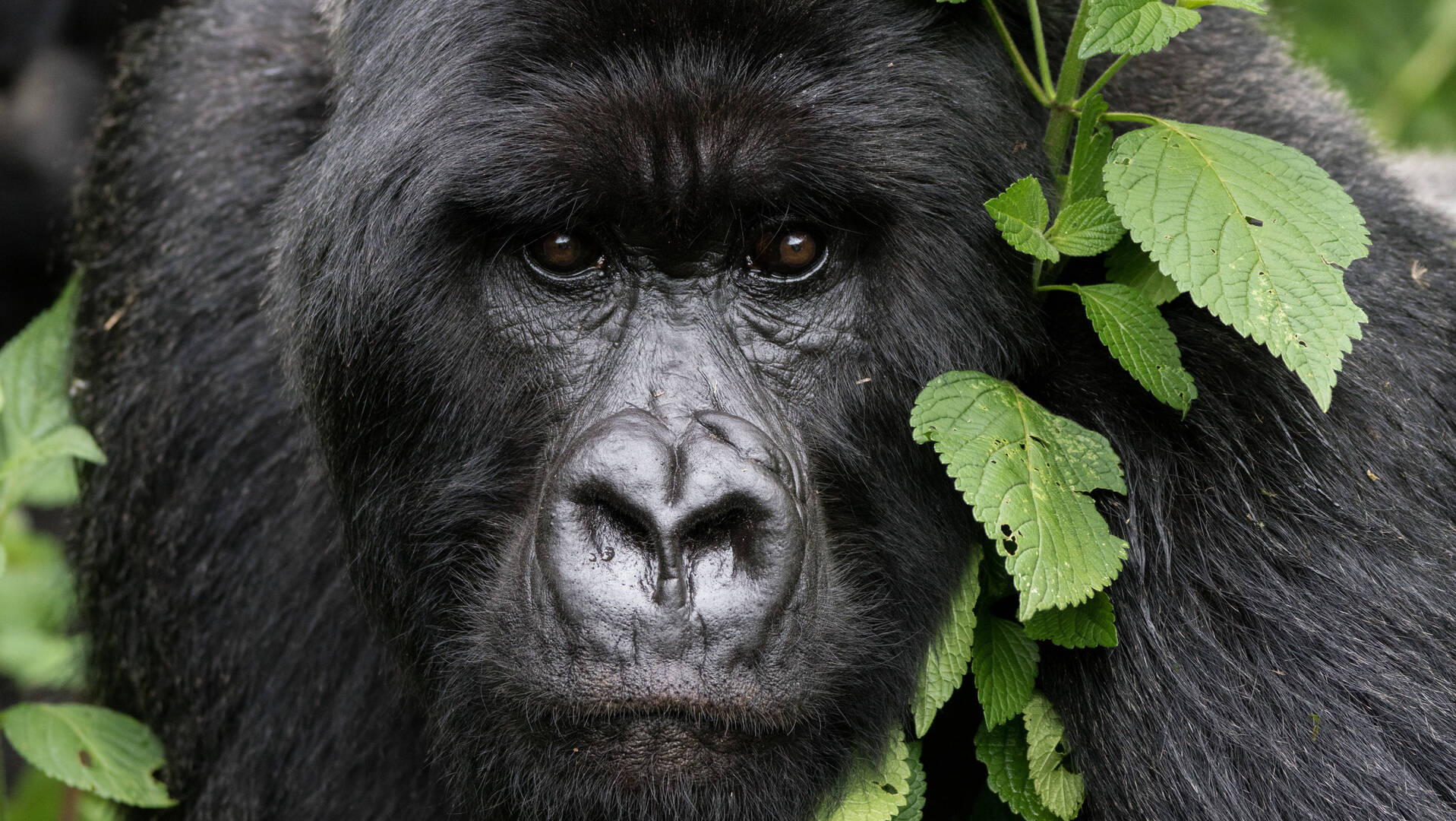 A combined Gorilla Trekking and Habituation Experience on a Uganda safari