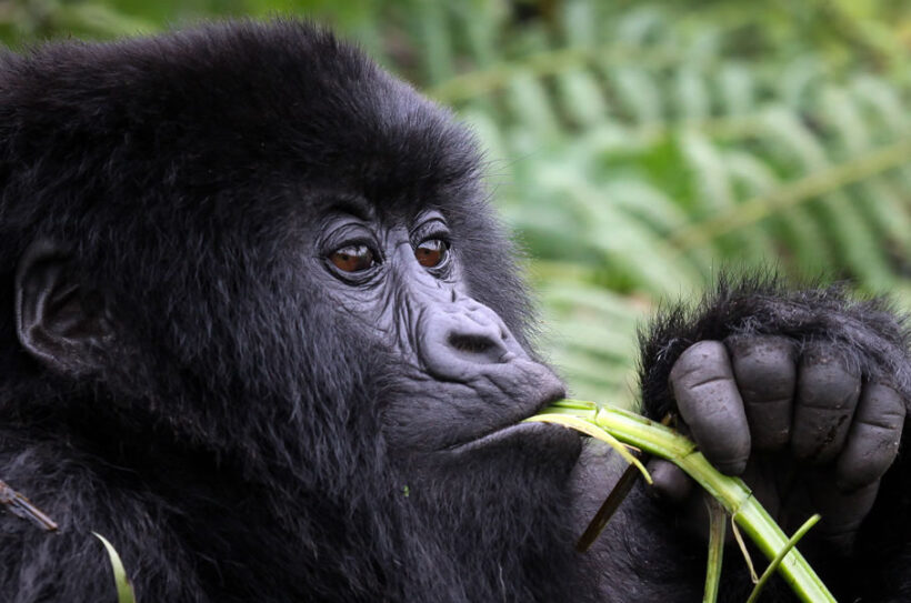 A combined Gorilla Trekking and Habituation Experience on a Uganda safari