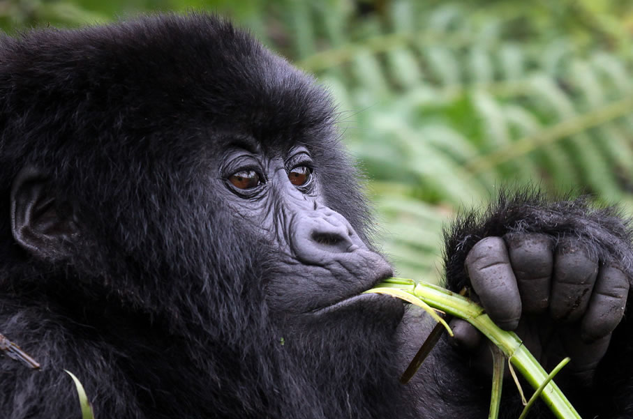 Tips for planning a successful Gorilla Trekking Adventure in Uganda