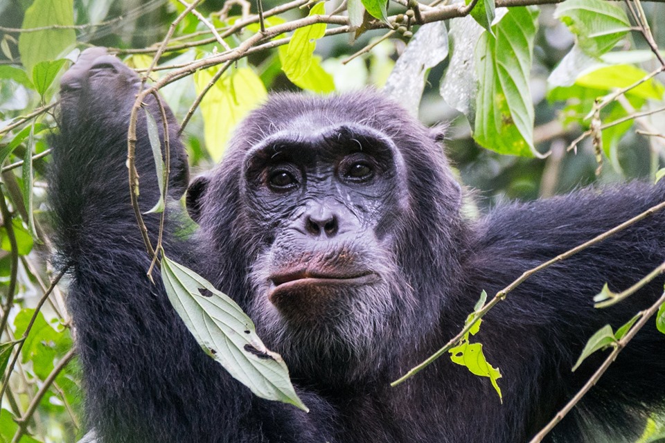 Cost of a chimpanzee trekking permit on a Uganda safari