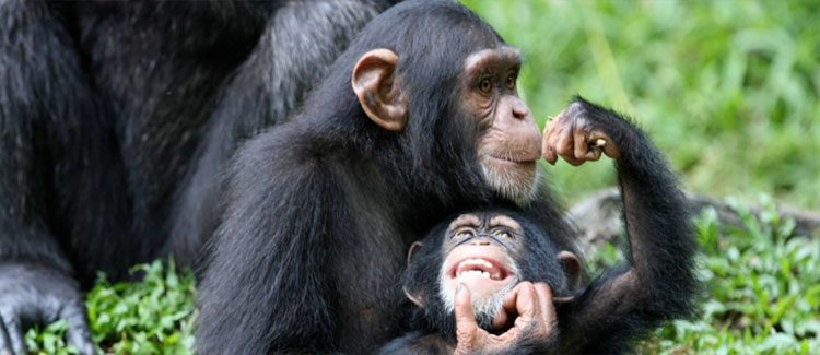 Mysteries of Chimpanzee and Gorilla Habituation in Uganda
