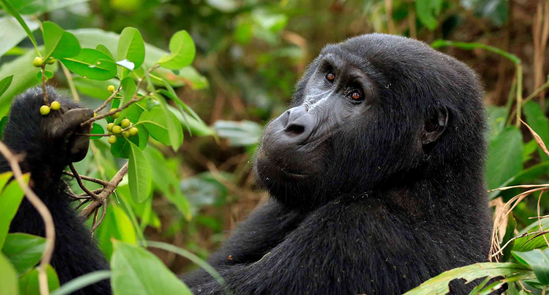 Unraveling the Magic of Gorilla Trekking in Mgahinga Gorilla National Park