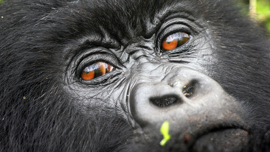Planning Your Luxury Gorilla Safari Adventure in Bwindi Impenetrable Forest National Park