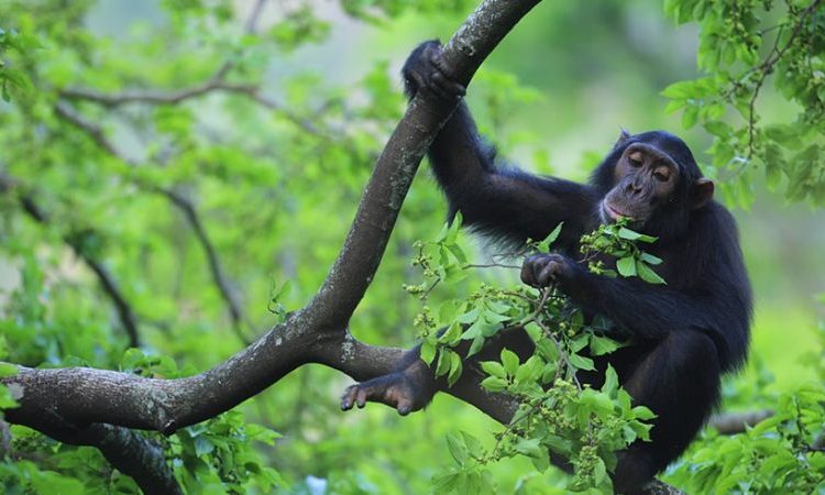 Chimpanzee Habituation Experience in Uganda