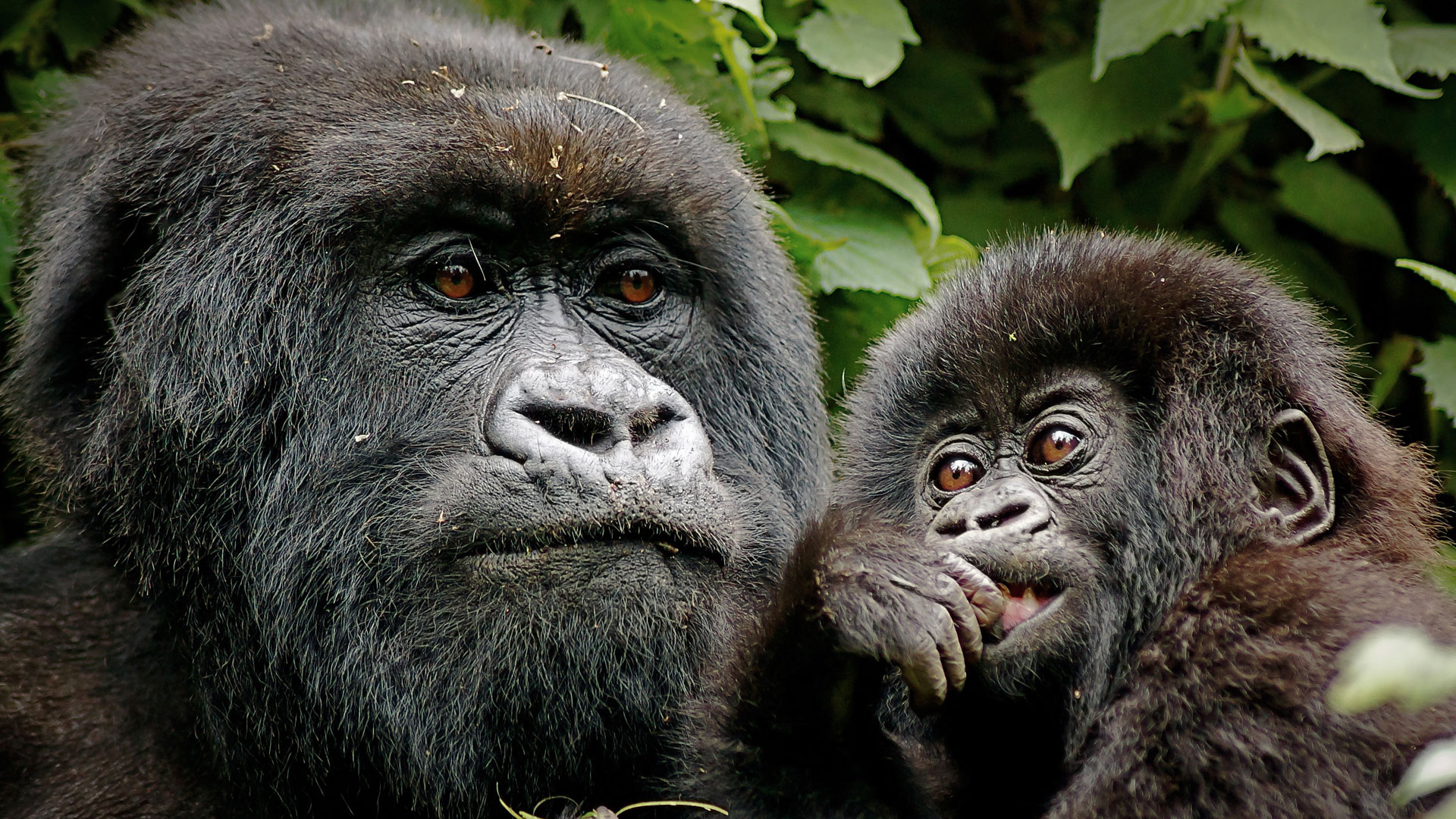 Gorilla Trekking in Rwanda: A July and August Adventure.
