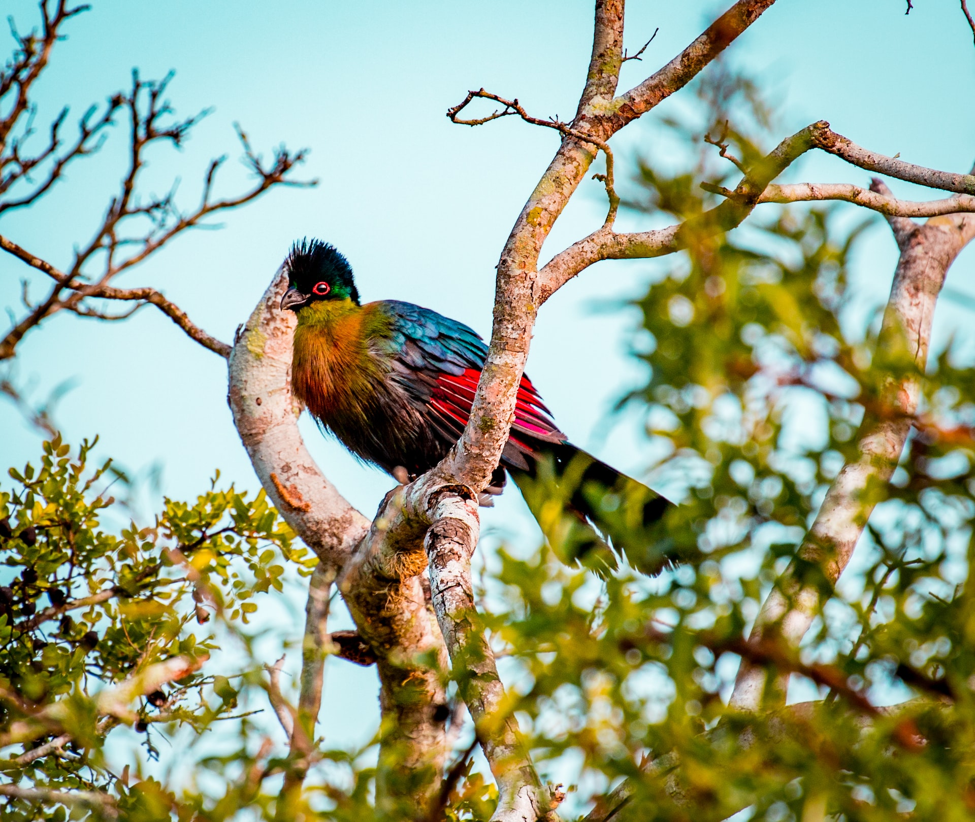 Bird Watching Safaris in Uganda: Top Locations.