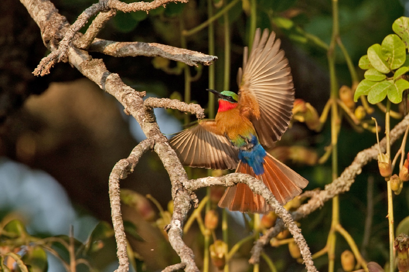 Best Forests for Birding in Uganda: Top Spots & Rare Species.