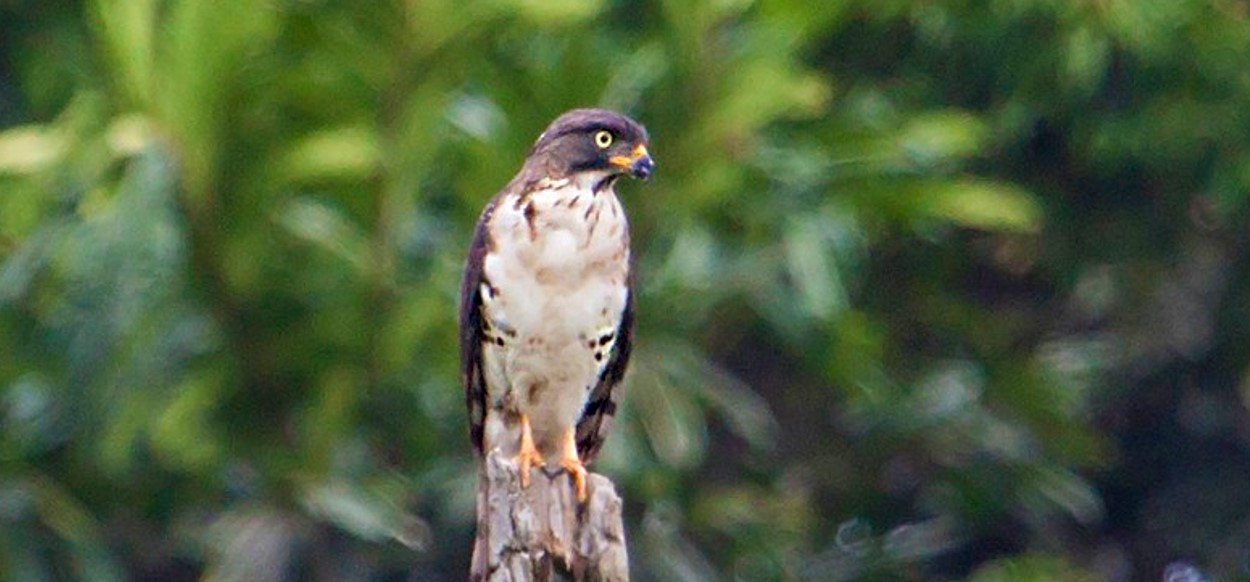 Best Forests for Birding in Uganda: Top Spots & Rare Species.