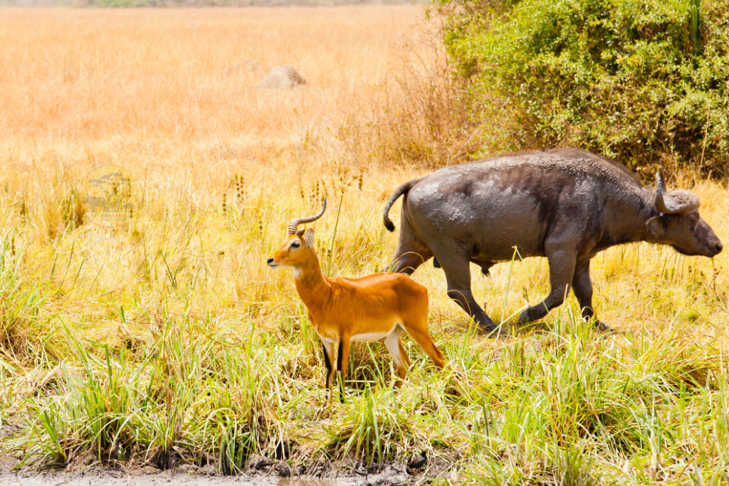 Explore Uganda’s 12 Game Reserves| A Thrilling Wildlife Adventure.
