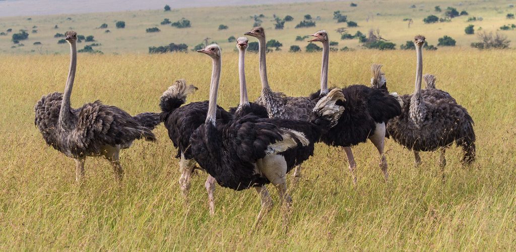 Explore Uganda’s 12 Game Reserves| A Thrilling Wildlife Adventure.