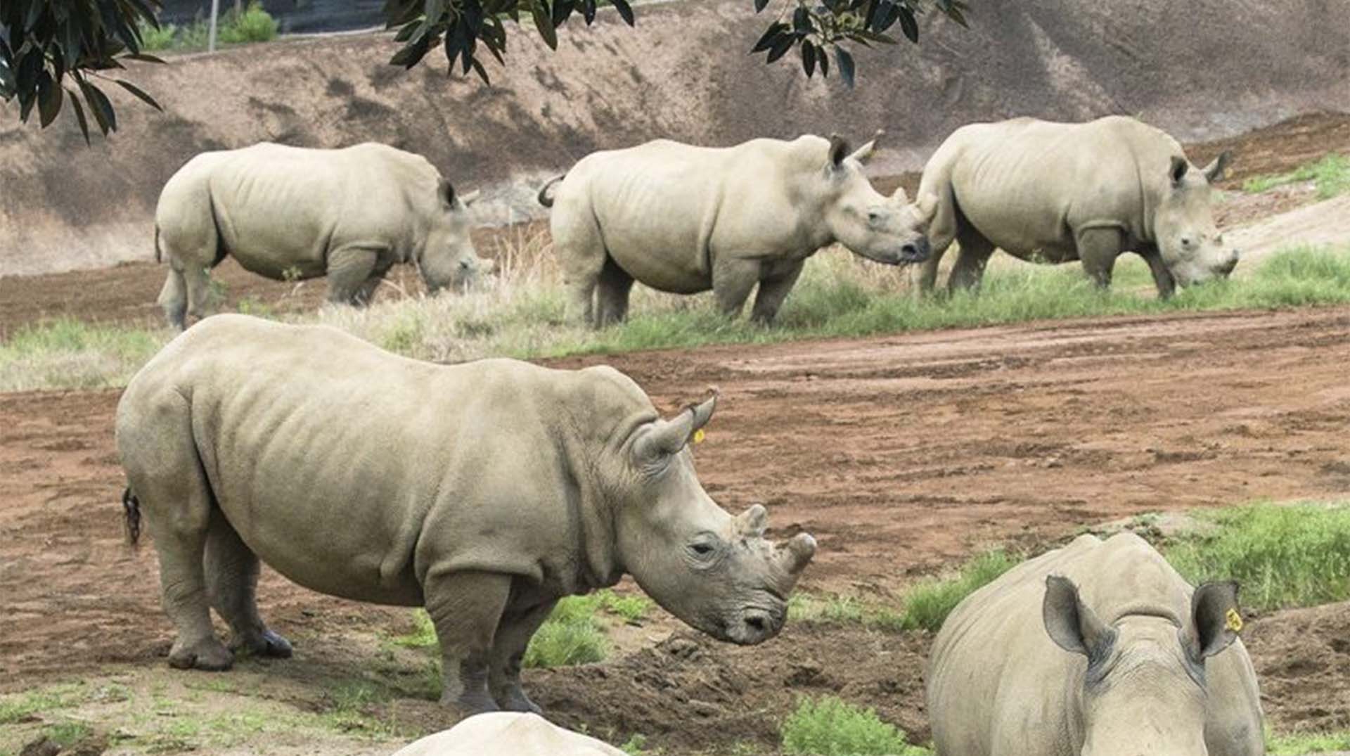 Explore Uganda’s 12 Game Reserves| A Thrilling Wildlife Adventure.