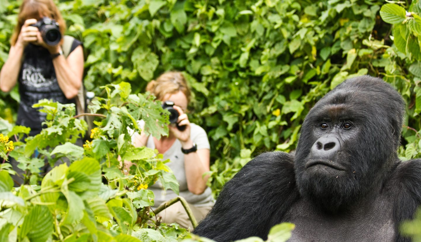 Budget Gorilla Trekking Safaris in Mgahinga National Park.