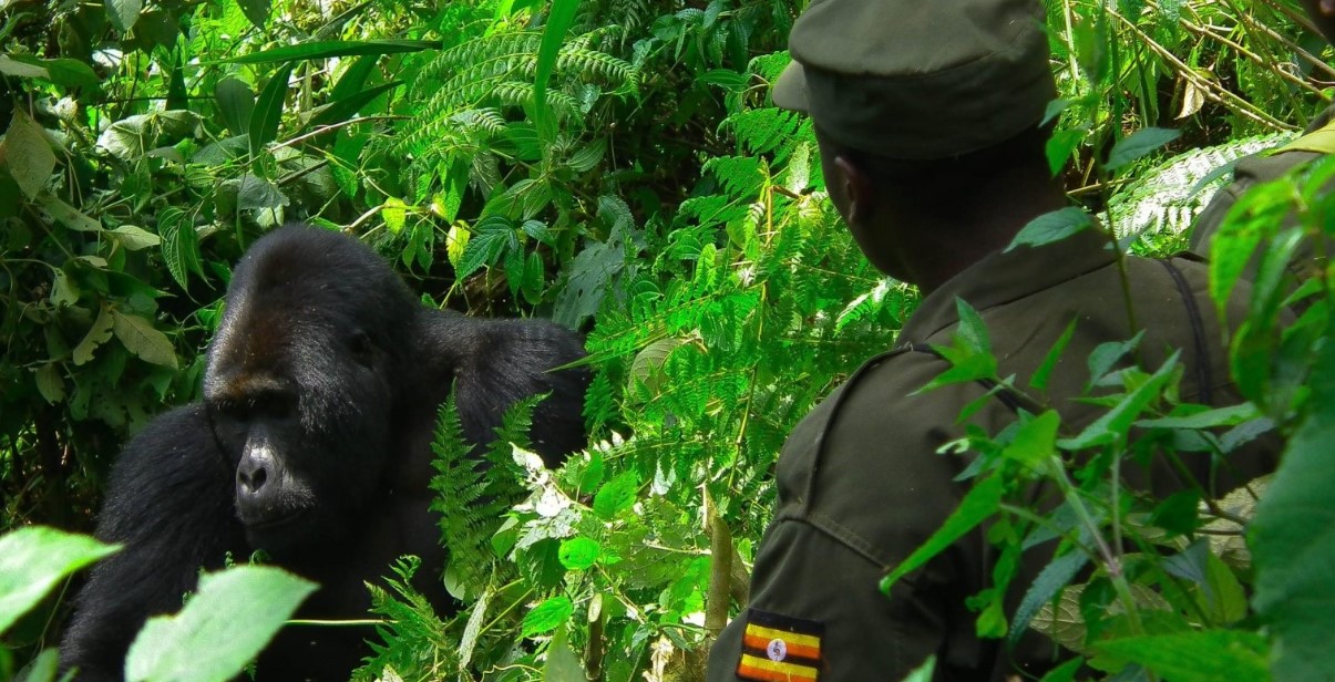 Exclusive Gorilla Trekking in Uganda: A Journey like No Other.