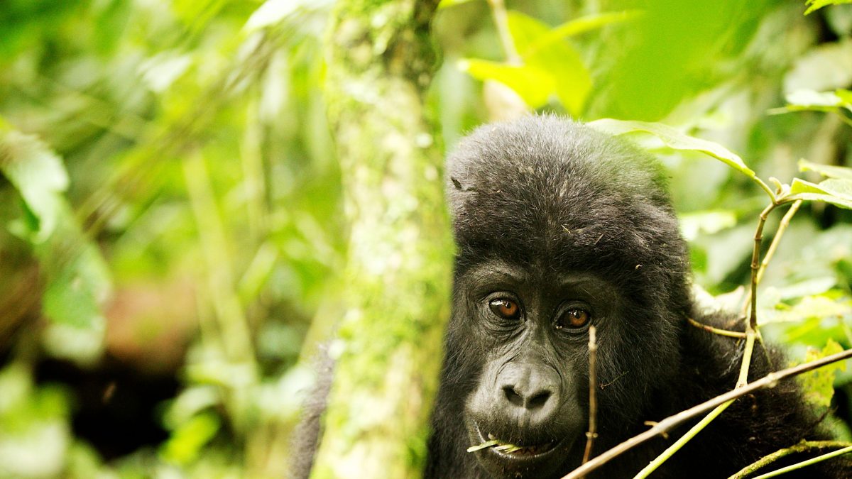 Budget Gorilla Trekking Safaris in Mgahinga National Park.