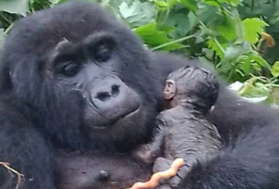 New baby arrival in Bwindi's Buhoma sector to Habinyanja's Family.