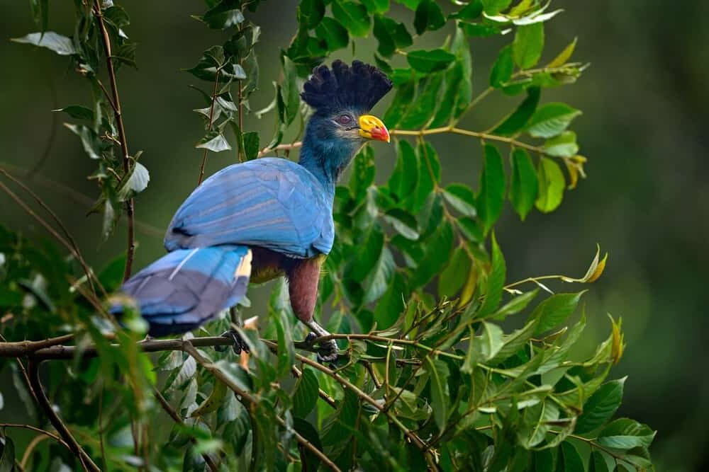 Kibira National Park: Burundi’s Hidden Highland Rainforest Haven.