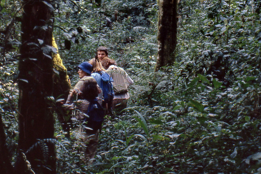 Kibira National Park: Burundi’s Hidden Highland Rainforest Haven.