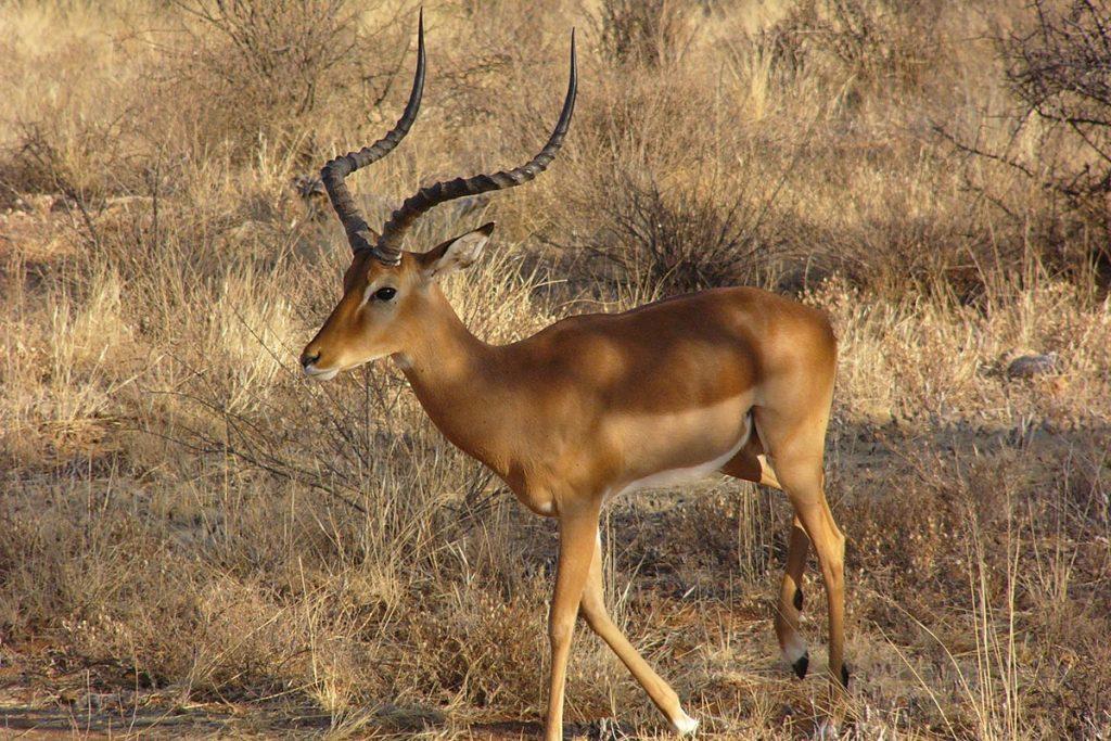 Rusizi National Park: Burundi’s Hidden Wetland Treasure.