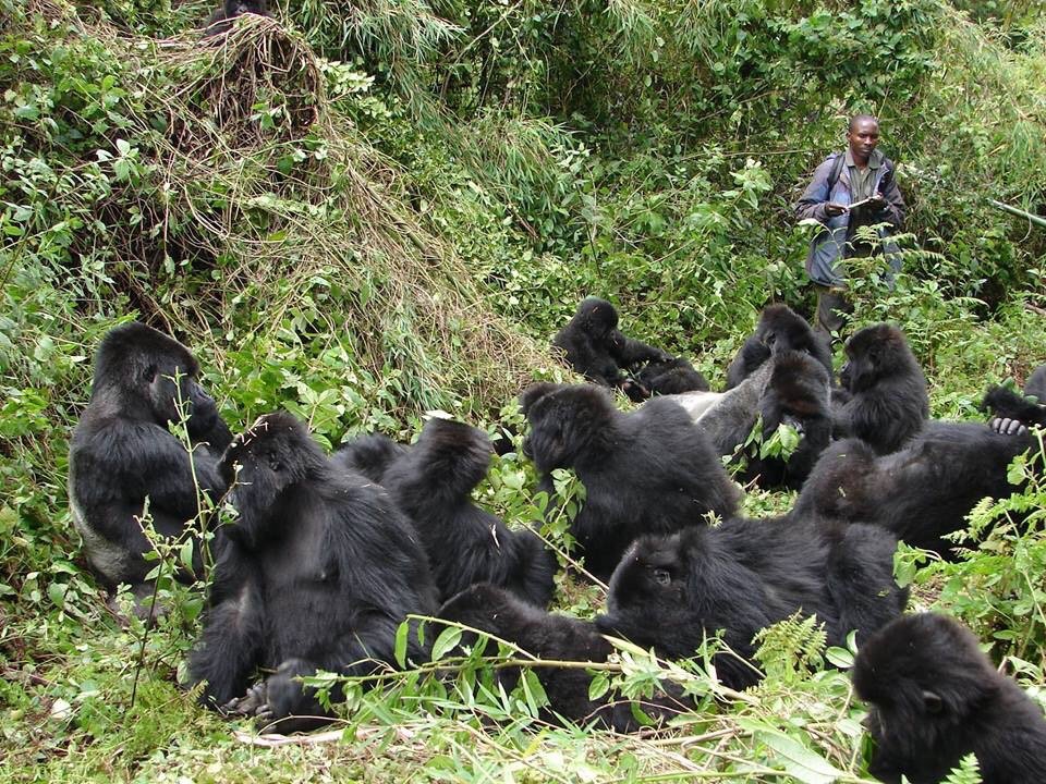 What are the Easiest Sectors to Trek Gorillas in Uganda?